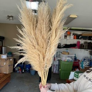 Pampas Grass 11 Stems